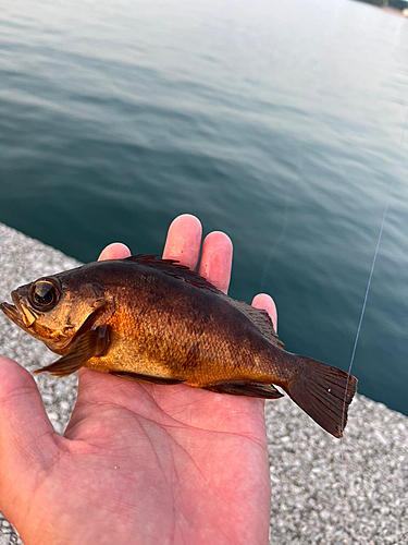 メバルの釣果