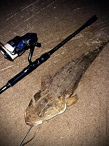 マゴチの釣果