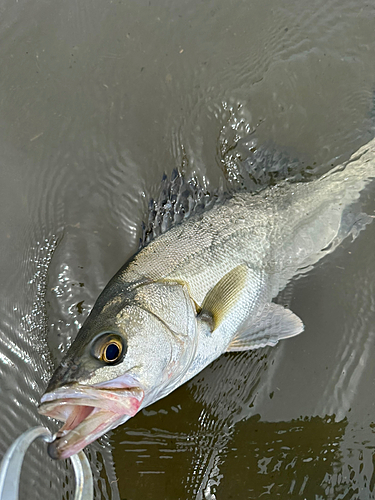 セイゴ（マルスズキ）の釣果