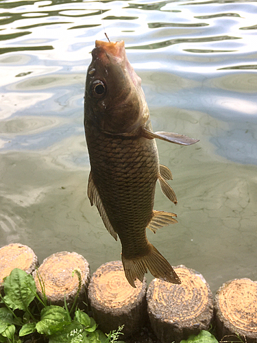 コイの釣果