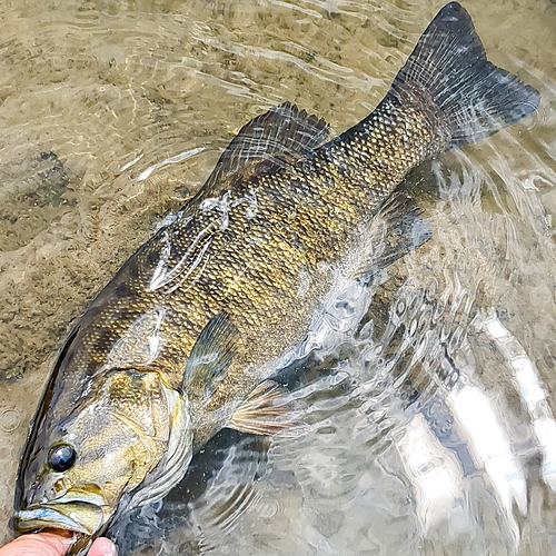 スモールマウスバスの釣果