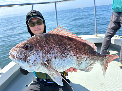 マダイの釣果