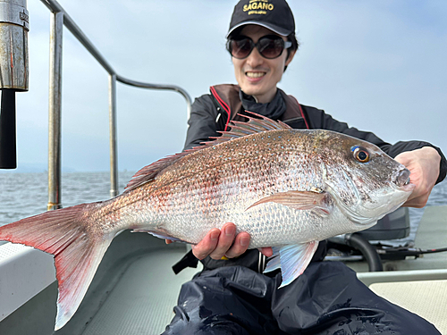 マダイの釣果