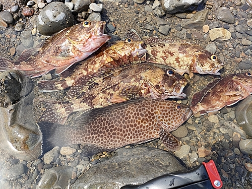 カサゴの釣果