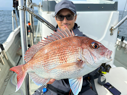 マダイの釣果