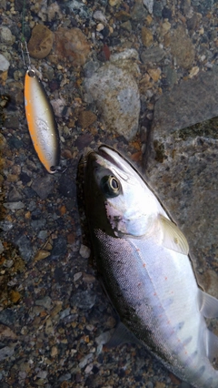 アマゴの釣果