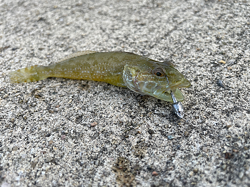 マハゼの釣果