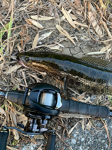 ライギョの釣果