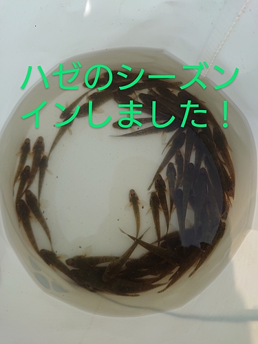 マハゼの釣果