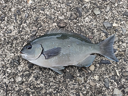 グレの釣果