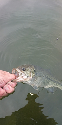 ラージマウスバスの釣果