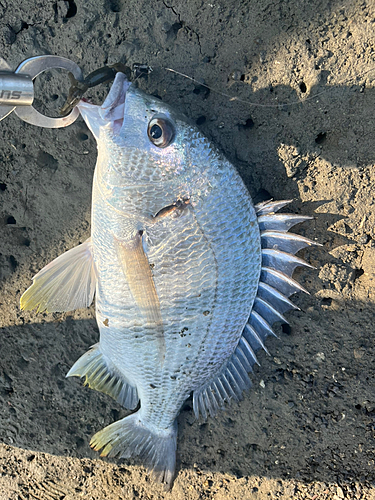 キビレの釣果