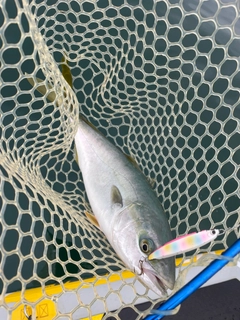 イナダの釣果