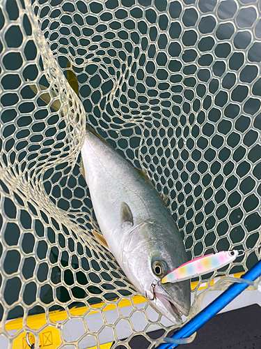 イナダの釣果