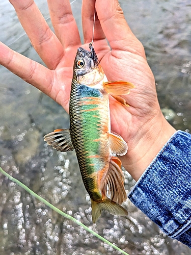 オイカワの釣果