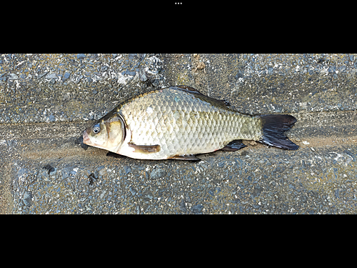 マブナの釣果