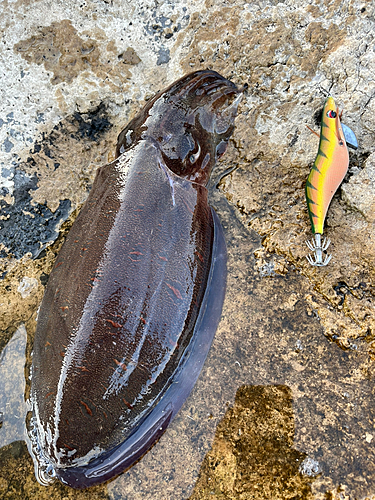 コウイカの釣果