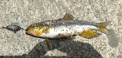 カワムツの釣果