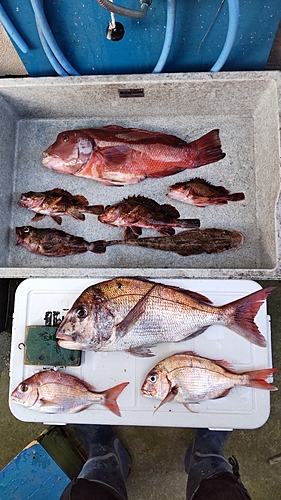 タイの釣果