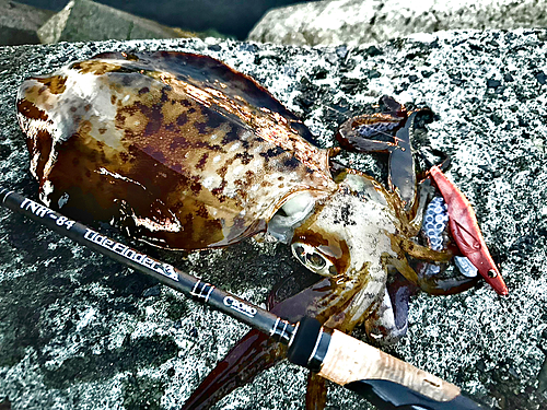 アオリイカの釣果