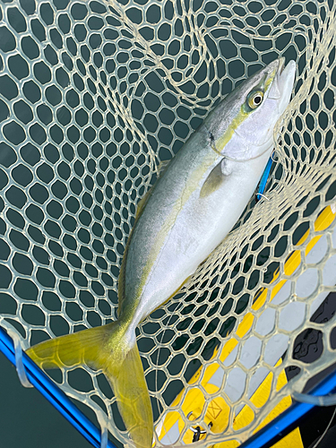 イナダの釣果