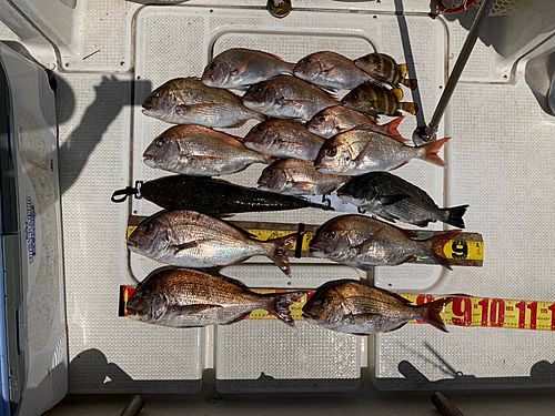 タイの釣果