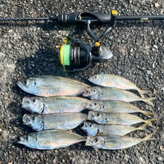 アジの釣果