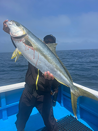 ヒラマサの釣果