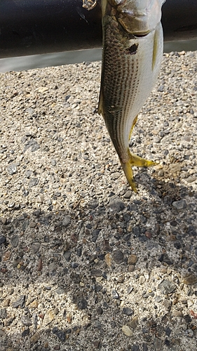 コノシロの釣果