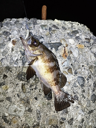 メバルの釣果