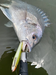 キビレの釣果