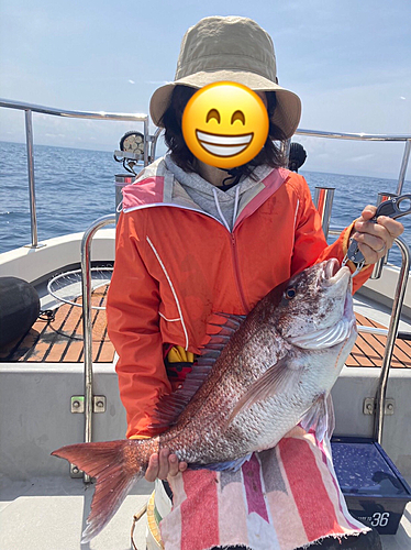 マダイの釣果