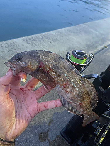 アイナメの釣果