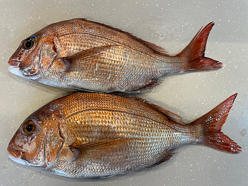 タイの釣果