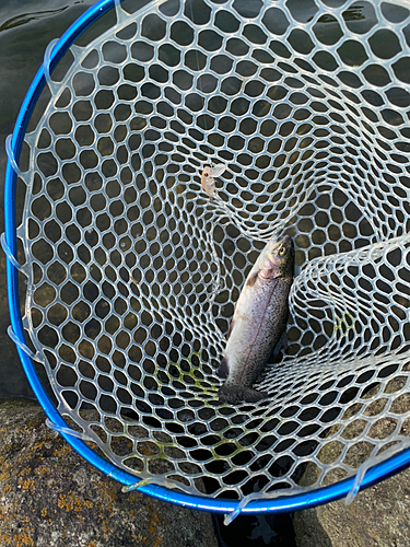 ニジマスの釣果