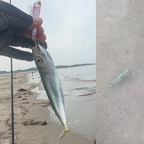 サバの釣果