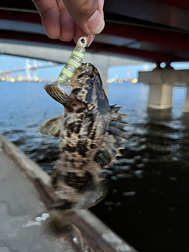 タケノコメバルの釣果