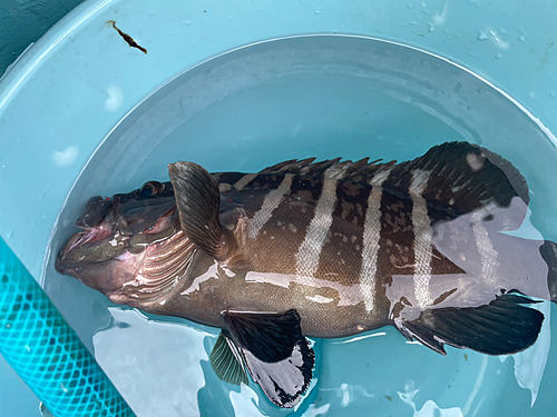 マハタの釣果