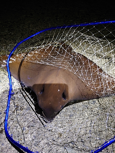 ナルトビエイの釣果