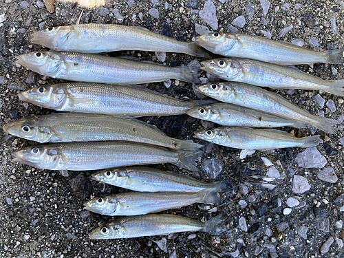 キスの釣果