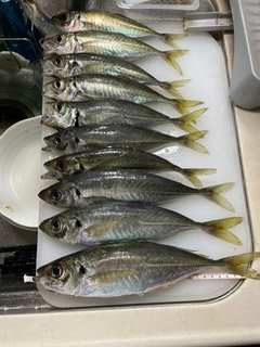 アジの釣果