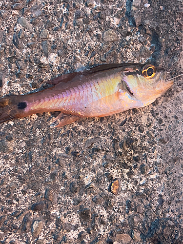 ネンブツダイの釣果