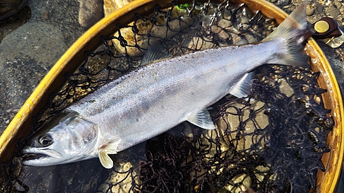 アマゴの釣果