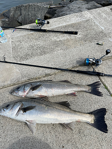 シーバスの釣果