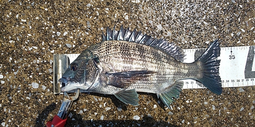 クロダイの釣果