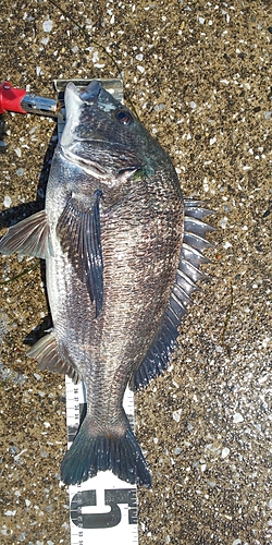 クロダイの釣果