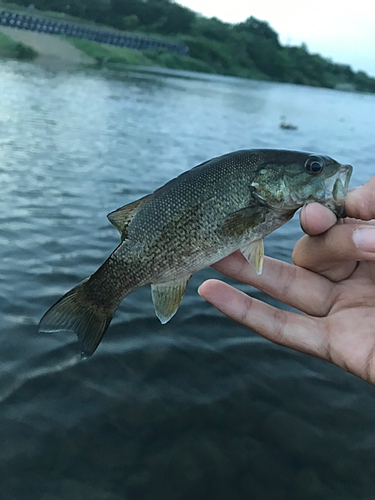 釣果