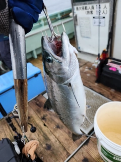 サクラマスの釣果