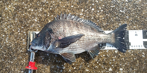 クロダイの釣果