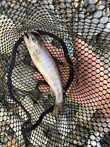 イワナの釣果
